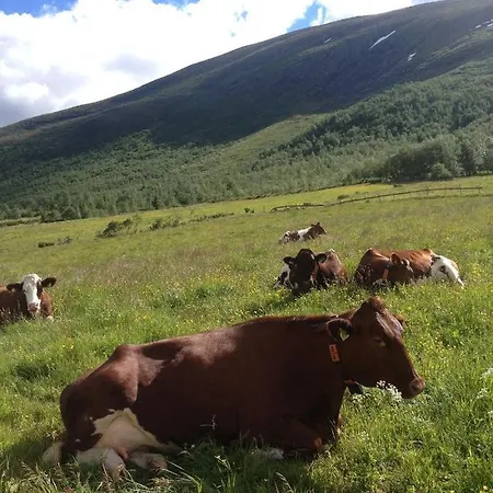 Mountain Skoldungbu *